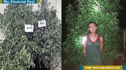 Two Arrested with Cannabis Plants in Meherpur