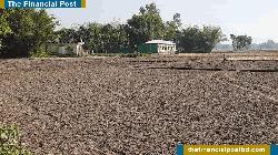 Thakurgaon Farmers Turn to Second-Phase Potato Cultivation to Recover Last Year's Losses