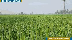 Farmers in Thakurgaon Are Abandoning Wheat Cultivation