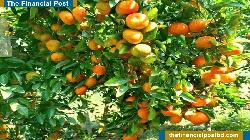 China Oranges Are No Longer Far Away—Now Available in Thakurgaon