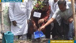 DSCC to plant 300,000 trees over five years